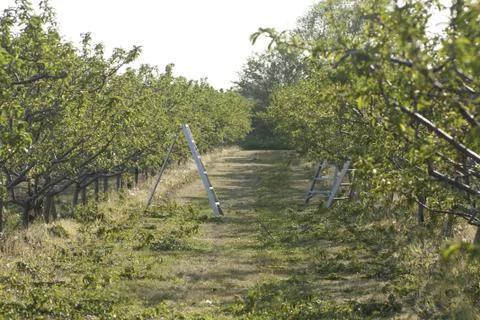 Orchard in the Spring Foto stock