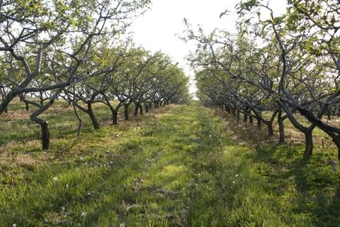 Orchard in the Spring Foto stock