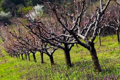 Orchard in spring Stock Photos