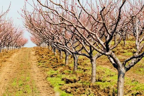 Orchard in spring Stock Photos