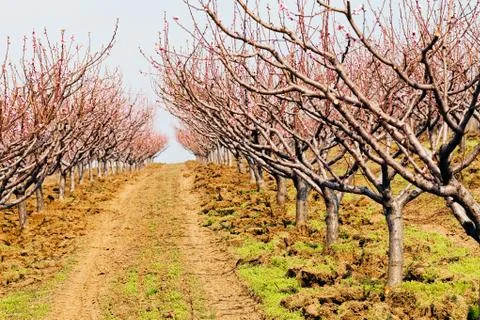 Orchard in spring Stock Photos