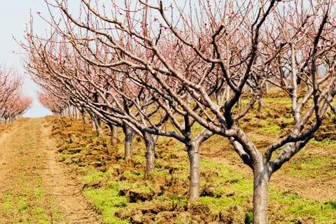 Orchard in spring Stock Photos