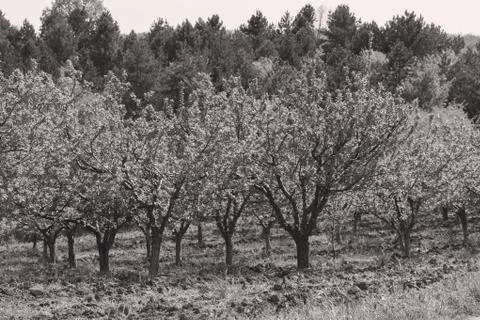 Orchard in spring Foto stock gratuite