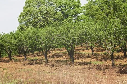 Orchard in spring Free Stock Photos