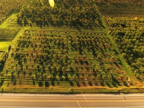 Orchard still shot Stock Footage 76140706