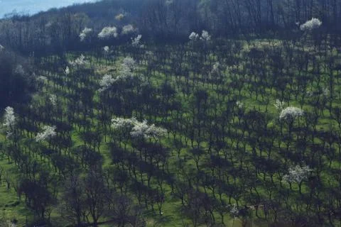 Orchard in a story sequence during the spring Stock Photos