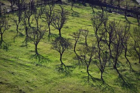 Orchard in a story sequence during the spring Stock Photos