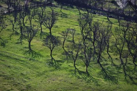 Orchard in a story sequence during the spring Stock Photos