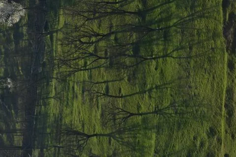 Orchard in a story sequence during the spring Stock Photos