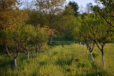 Orchard in a story sequence during the spring Stock Photos
