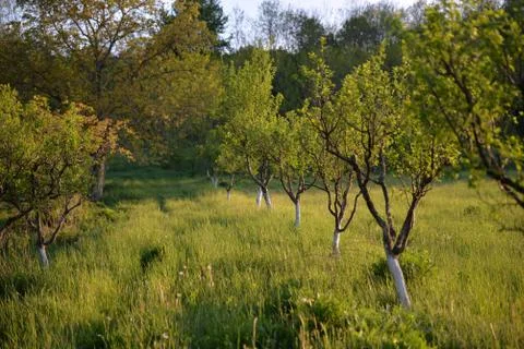 Orchard in a story sequence during the spring Stock Photos