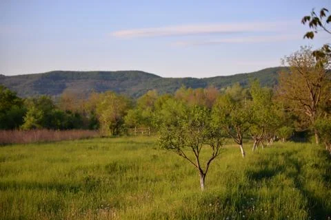 Orchard in a story sequence during the spring Stock Photos