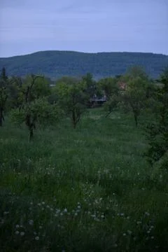 Orchard in a story sequence during the spring Stock Photos