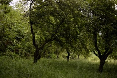 Orchard in a story sequence during the spring Stock Photos