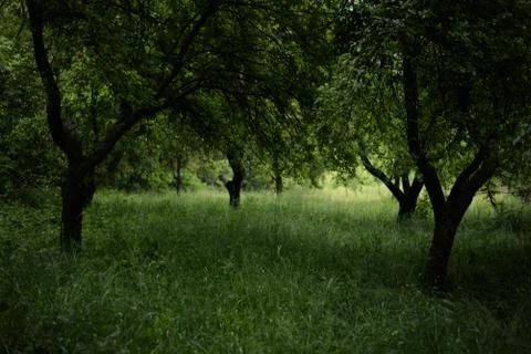Orchard in a story sequence during the spring Stock Photos