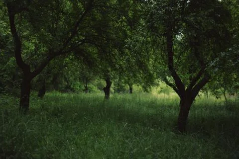 Orchard in a story sequence during the spring Stock Photos