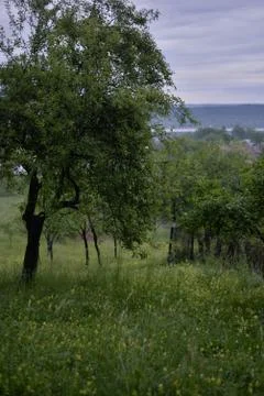 Orchard in a story sequence during the spring Stock Photos