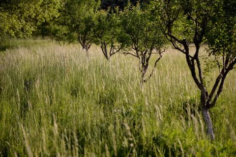 Orchard in a story sequence during the spring Stock Photos