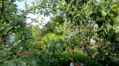 An orchard in summer. The apple tree. Vídeos de archivo 279076984