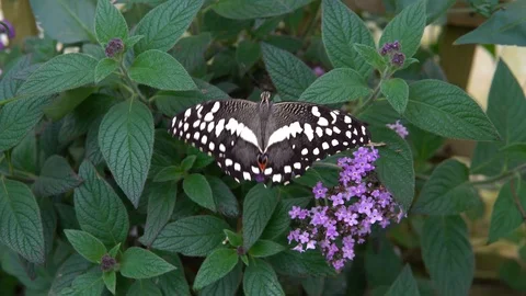 Orchard swallowtail butterfly Stock Footage 89060423