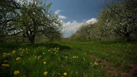 Orchard Timelapse 스톡 동영상 310563801