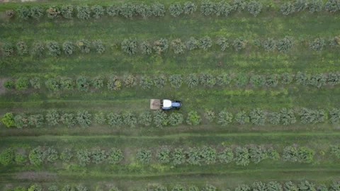 Orchard tractor mows vegetation between rows of mango trees, aerial Stock Footage 333916794