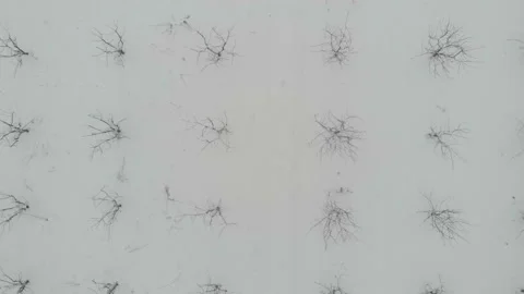 Orchard tree agricultural farm fields covered with snow in winter Stock Footage 147222233