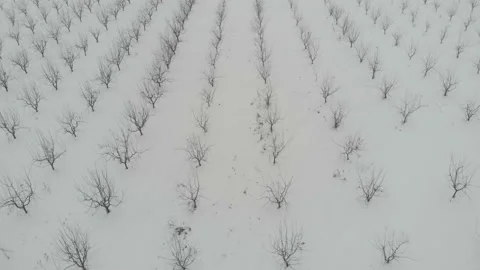 Orchard tree agricultural farm fields covered with snow in winter Stock Footage 147222583