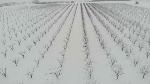 Orchard tree agricultural farm fields covered with snow in winter Stock Footage 147222807