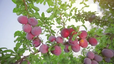 Orchard. Tree branch covered with plums. Plums ripen in the sun. Stock Footage 149240660