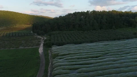 Orchard tree lines, Protected from birds damages Stock Footage 126946472