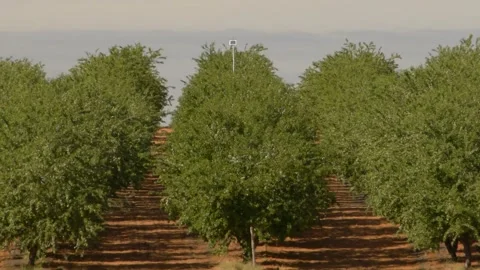 Orchard tree row Stock Footage 326020349