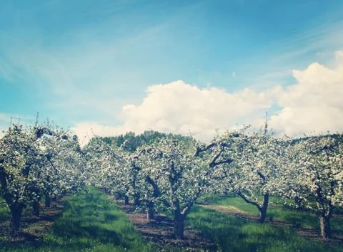 Orchard with trees in bloom with Instagram effects Stock Photos