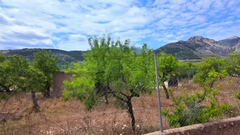 Orchard of Trees with Mountain Range in Background, Mallorca Stock Footage 284314824