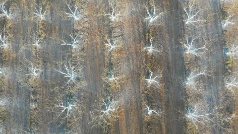 Orchard trees painted with protective white paint. Aerial footage. Stock Footage 105681455