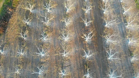 Orchard trees painted with protective white paint. Aerial footage.z Stock Footage 105698678
