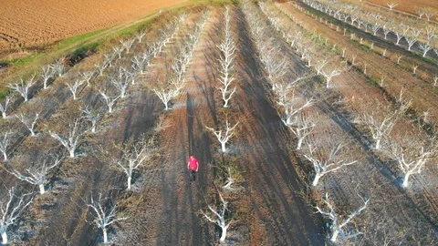 Orchard trees painted with protective white paint. Aerial footage. 動画素材 105699220