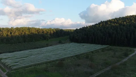Orchard trees, protected, in mountains area Stock Footage 126946110