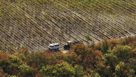 An orchard with vines planted in rows during picking. Drone Stock Footage 268747988