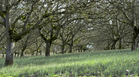 Orchard in the Winter Stock Footage 61192805