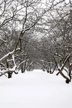 Orchard in winter Stock Photos