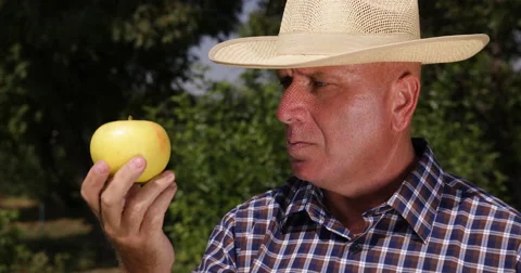 Orchard Worker Analyze Close Up Golden Apple Details Apple Trees Autumn Harvest Stock Footage 58477007