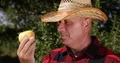 Orchard Worker Smiling Analyze Close Up Golden Apple Details Apple Trees Harvest 4k or 4k+ Resolution