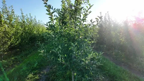 Orchard of young apple trees. Stock Footage 328982175