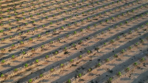 An orchard of young citrus trees in the rays of the setting sun. Video stock 221758023