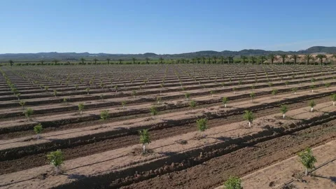 Orchard of young citrus trees in the rays of the setting sun Stock Footage 230937531