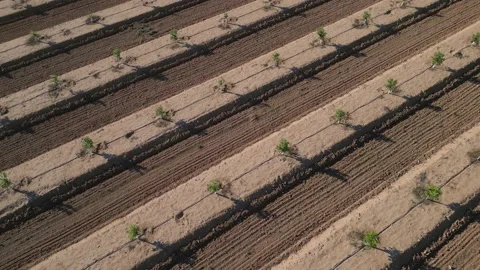 Orchard of young citrus trees in the rays of the setting sun Stock Footage 230937756