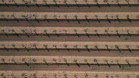 Orchard of young citrus trees in the rays of the setting sun Stock Footage 230937911