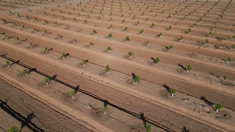 Orchard of young citrus trees in the rays of the setting sun Stock-Footage 230938057