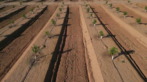 Orchard of young citrus trees in the rays of the setting sun Stock Footage 230938304